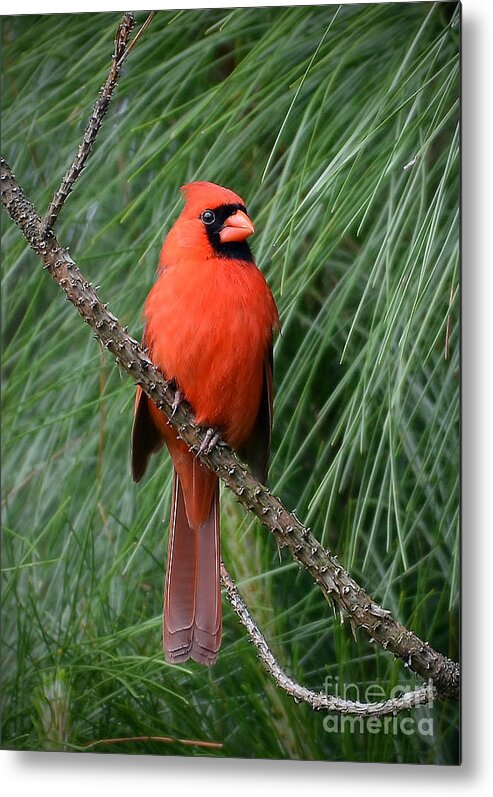 Cardinal Metal Print featuring the photograph Cardinal In A Pine Tree by Kathy Baccari