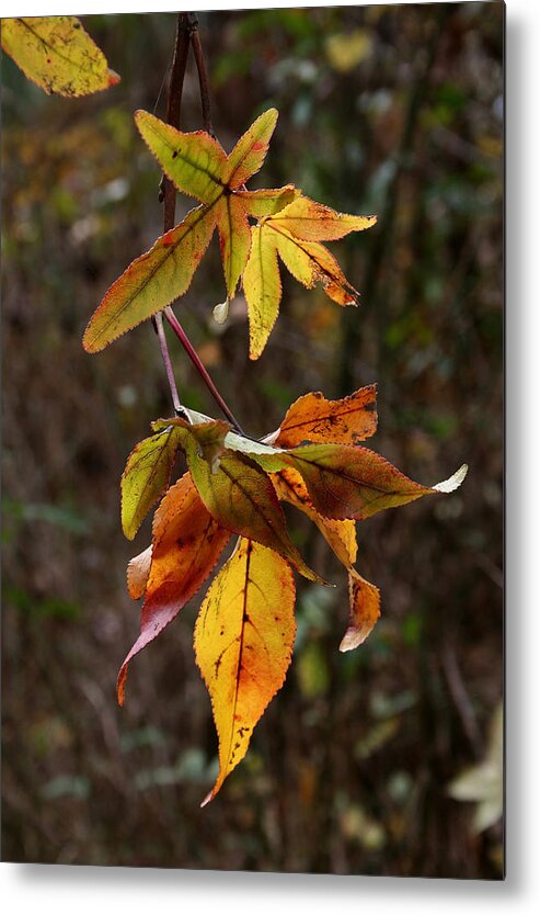 Autumn Metal Print featuring the photograph Cascade of Leaves by Karen Harrison Brown