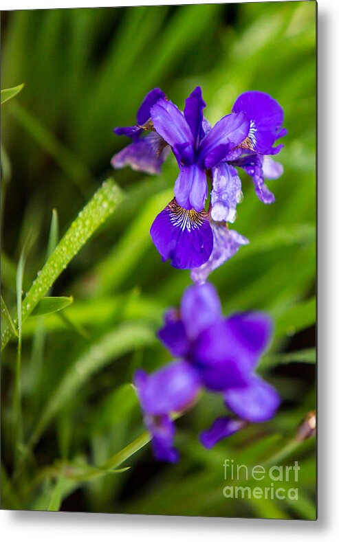 Ceasars Metal Print featuring the photograph Ceasars Brother Siberian Iris by Brad Marzolf Photography