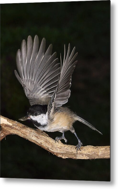 Chick-a-dee Metal Print featuring the photograph Charming Chickadee by Leda Robertson