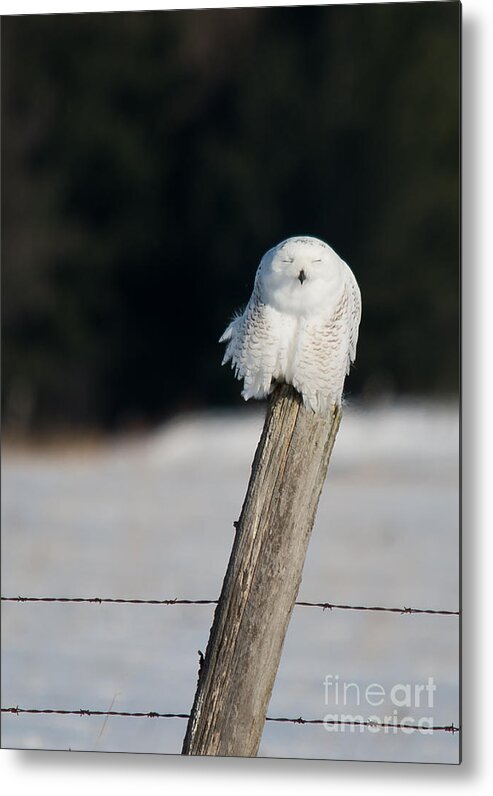 Snowy Owl Metal Print featuring the photograph Cheeky Snowy by Cheryl Baxter