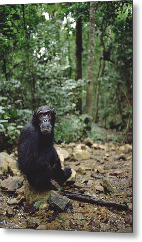 Feb0514 Metal Print featuring the photograph Chimpanzee Profile Gombe Stream by Gerry Ellis
