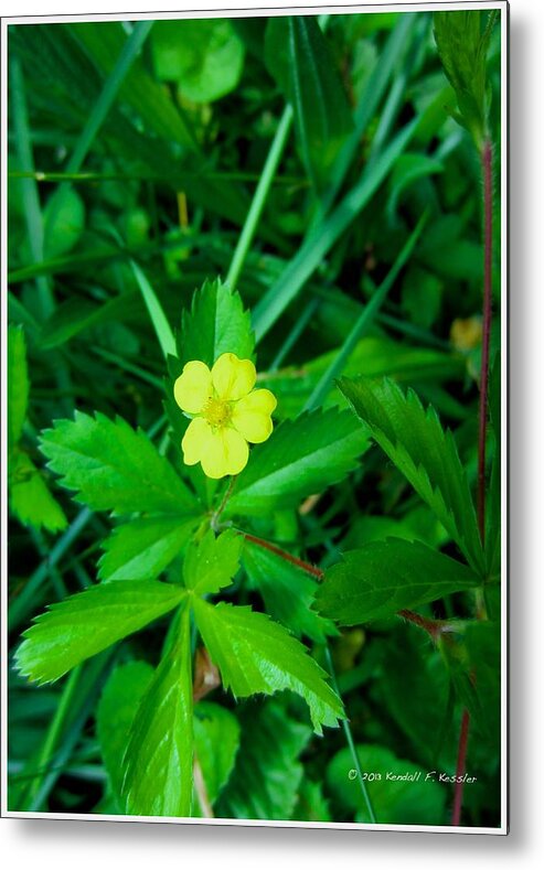  Yellow Metal Print featuring the photograph Cinqfoil Beauty by Kendall Kessler