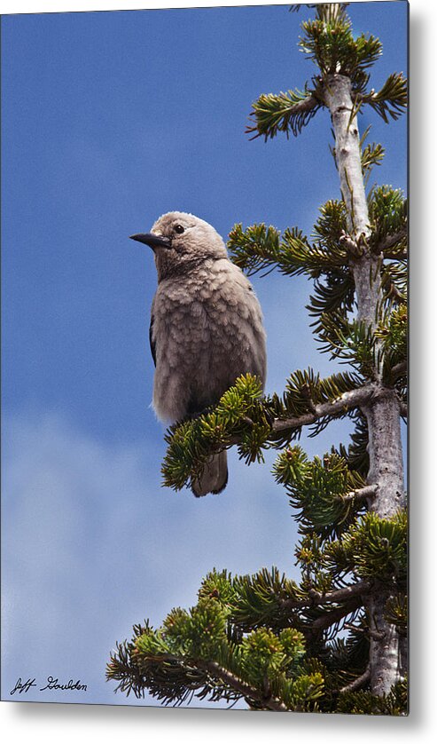 Animal Metal Print featuring the photograph Clark's Nutcracker in a Fir Tree by Jeff Goulden