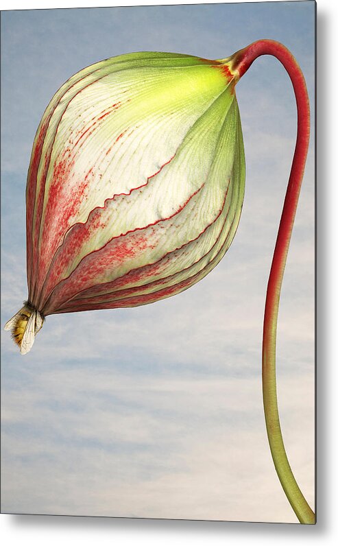 Artificial Metal Print featuring the photograph Close up of triffid flower by Matt Walford