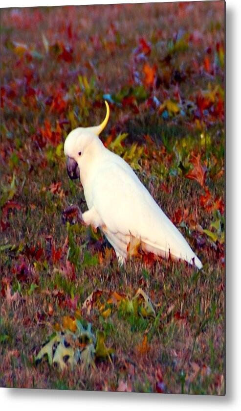 Wildlife Metal Print featuring the photograph Cockatoo Color by Glen Johnson