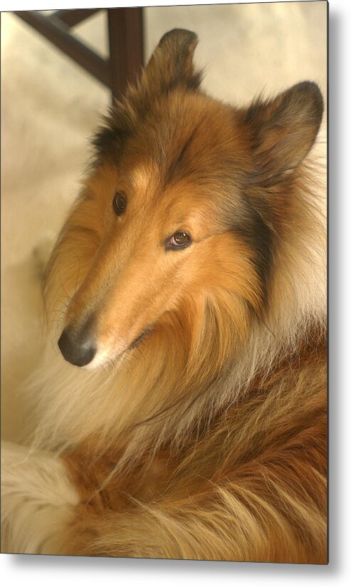 Collie Metal Print featuring the photograph Collie Glamour Shot by Suzanne Powers