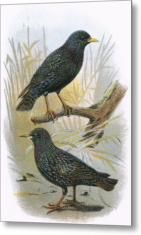 British Birds Metal Print featuring the photograph Common Starling Top And Intermediate Starling Bottom by English School