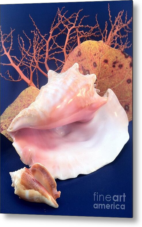 Conch Metal Print featuring the photograph Conch Still Life by Barbie Corbett-Newmin