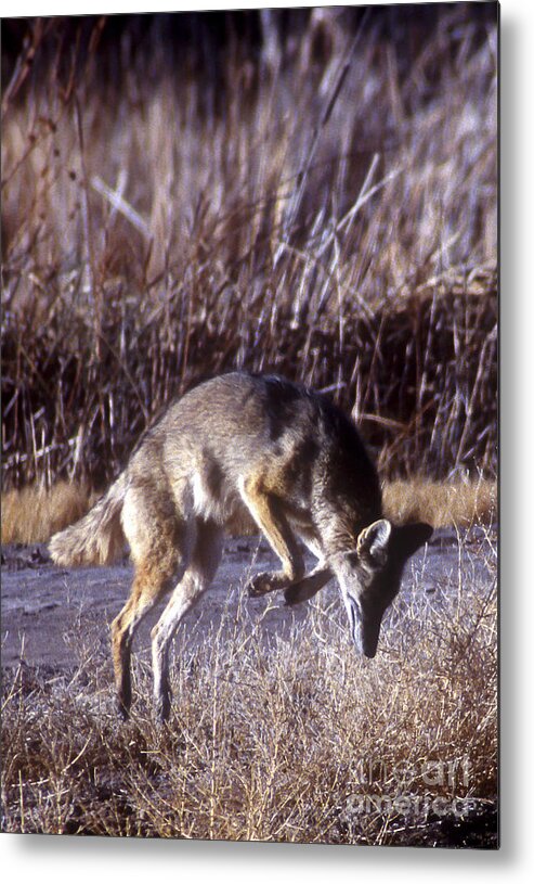 Bosque Metal Print featuring the photograph Coyote by Steven Ralser