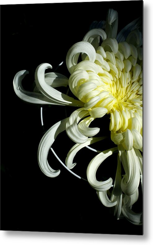 Mum Metal Print featuring the photograph Curling Mum by Cate Franklyn