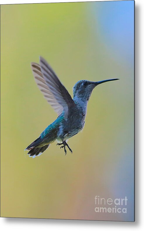 Hummingbird Metal Print featuring the photograph Uplifting Hummingbird in Flight by Carol Groenen