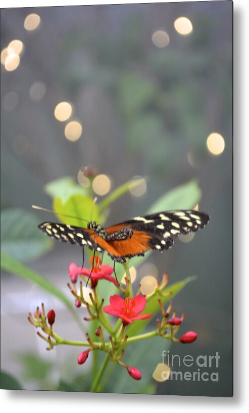 Butterfly Metal Print featuring the photograph Dance of the Butterfly by Carla Carson
