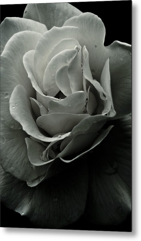 Flowers Metal Print featuring the photograph Dark Flower 18 by Grebo Gray