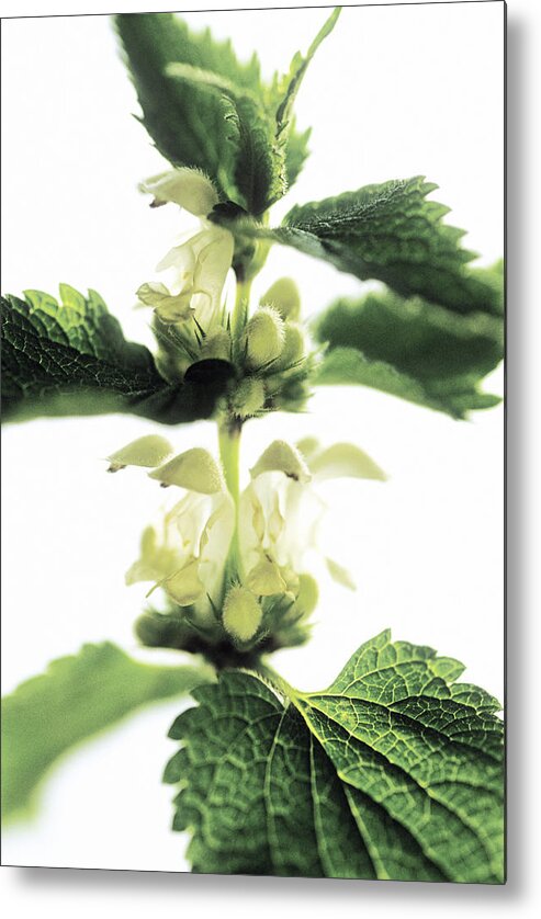 Dead Nettle Metal Print featuring the photograph Dead Nettle by Gustoimages/science Photo Library