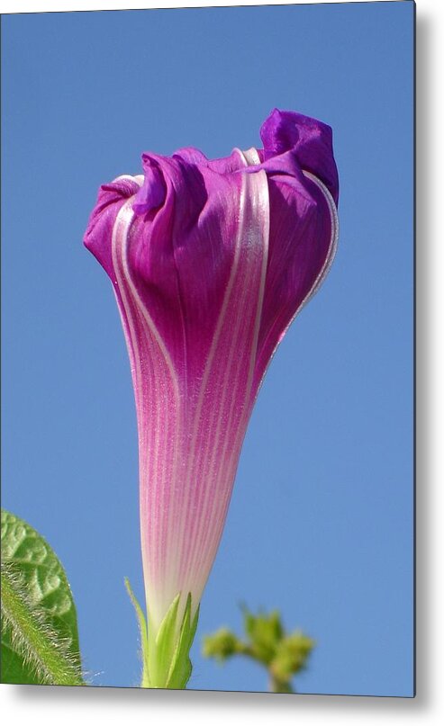 Lilac Metal Print featuring the photograph Deep Magenta Morning Glory Flower Bud Against Sky by Taiche Acrylic Art