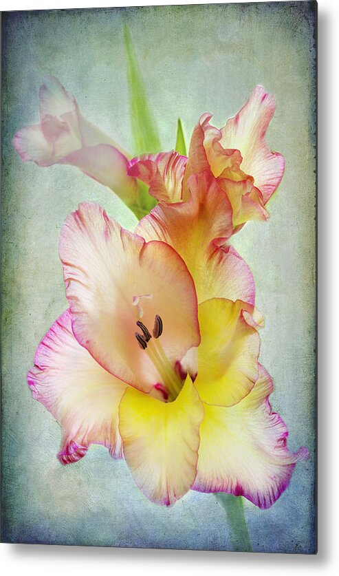 Gladiolus Metal Print featuring the photograph Delicate Beauty by Marina Kojukhova