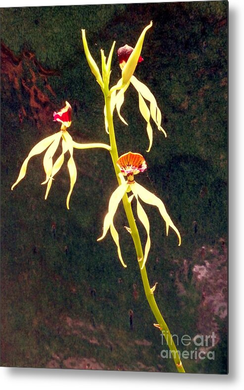 Orchid Metal Print featuring the photograph Delicate Orchids by Barbie Corbett-Newmin