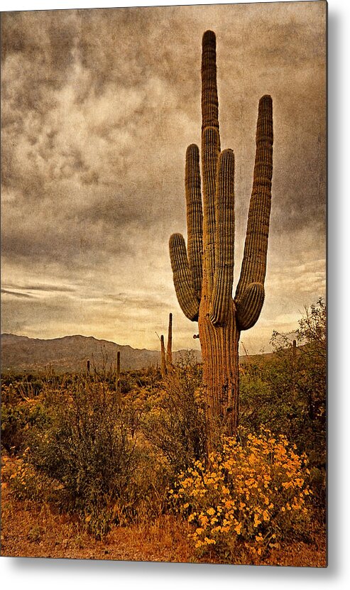 Cactus Metal Print featuring the photograph Desert Sentinels by Leda Robertson