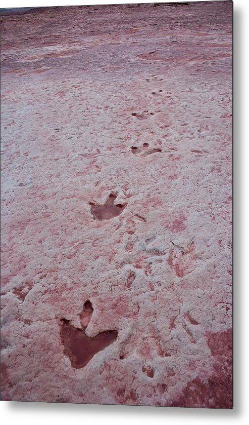 America Metal Print featuring the photograph Dinosaur Footprints In Arizona by Mark Williamson/science Photo Library