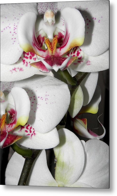 White Orchids Metal Print featuring the photograph Dots and Splashes of Pink on Orchid by Kim Galluzzo Wozniak