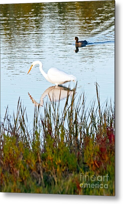 American Coot Metal Print featuring the photograph Egret and Coot in Autumn by Kate Brown