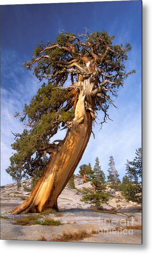 Tree Metal Print featuring the photograph Endurance by Alice Cahill