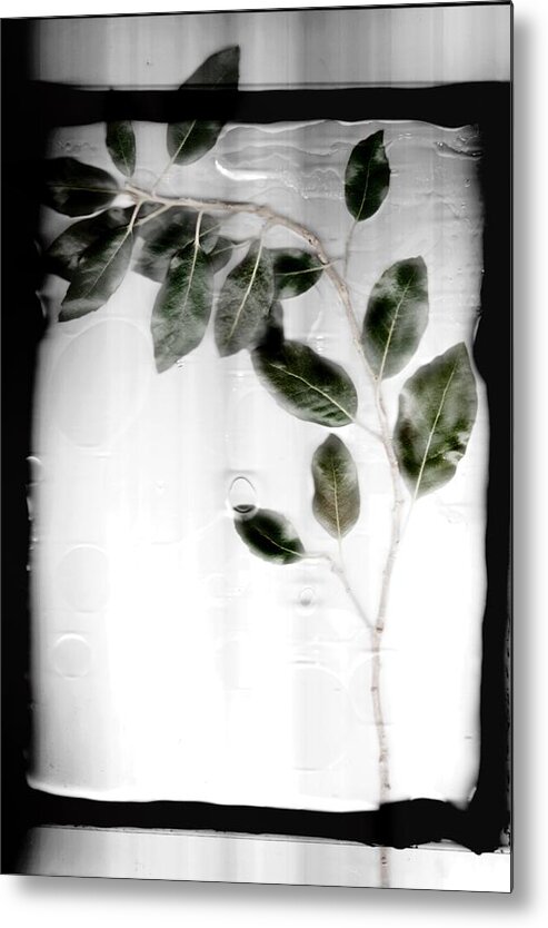 Tree Metal Print featuring the photograph Erase by Mark Ross