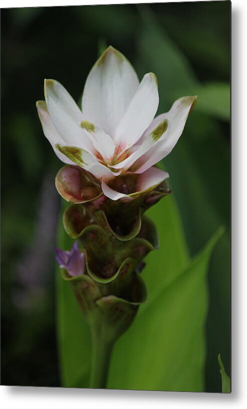 Photograph Metal Print featuring the photograph Exotic Shade Flower II by Suzanne Gaff