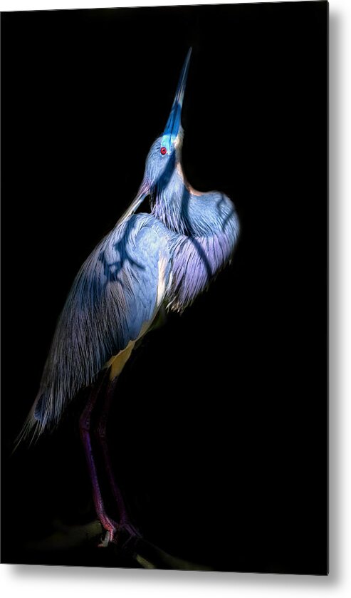 Tricolored Heron Metal Print featuring the photograph Eye on Heaven by Ghostwinds Photography