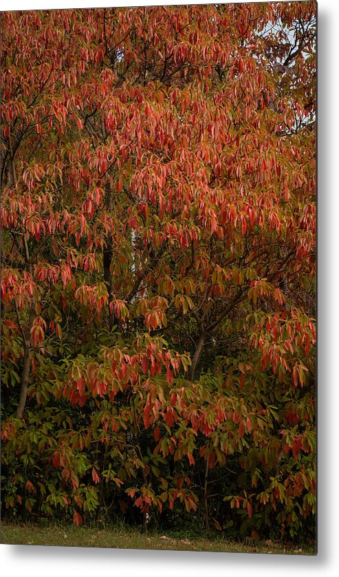 Sassafras Tree Metal Print featuring the photograph Fall Sassafras Trees by Wayne Meyer