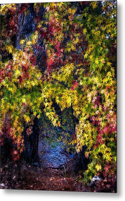 Landscape Metal Print featuring the photograph Fall Tunnel by Michael Ash