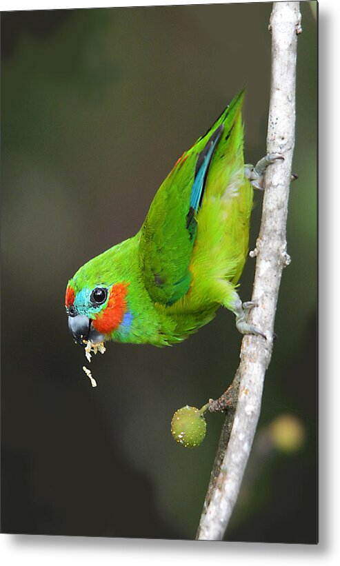 Double-eyed Figparrot Metal Print featuring the photograph Figparrot eating figs by David Clode