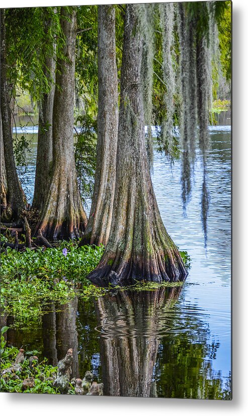 Cypress Trees Metal Print featuring the photograph Florida Cypress Trees by Carolyn Marshall