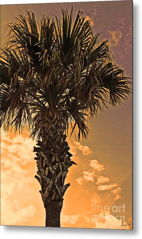 Palm Metal Print featuring the photograph Florida Palm by Melissa Fae Sherbon