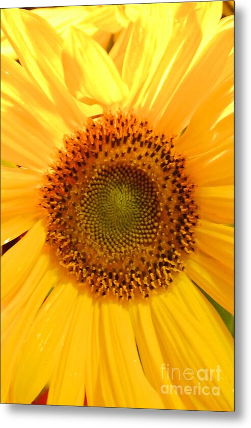  Metal Print featuring the photograph Flower of the Sun by Sharron Cuthbertson