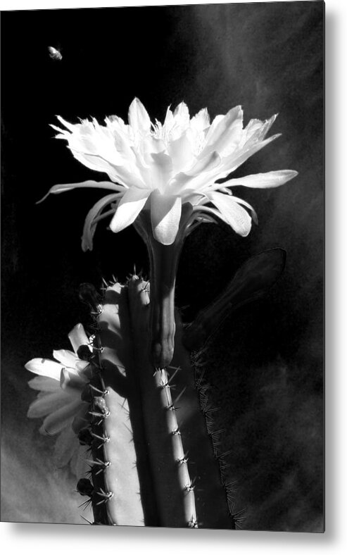 Cactus Metal Print featuring the photograph Flowering Cactus 3 BW by Mariusz Kula
