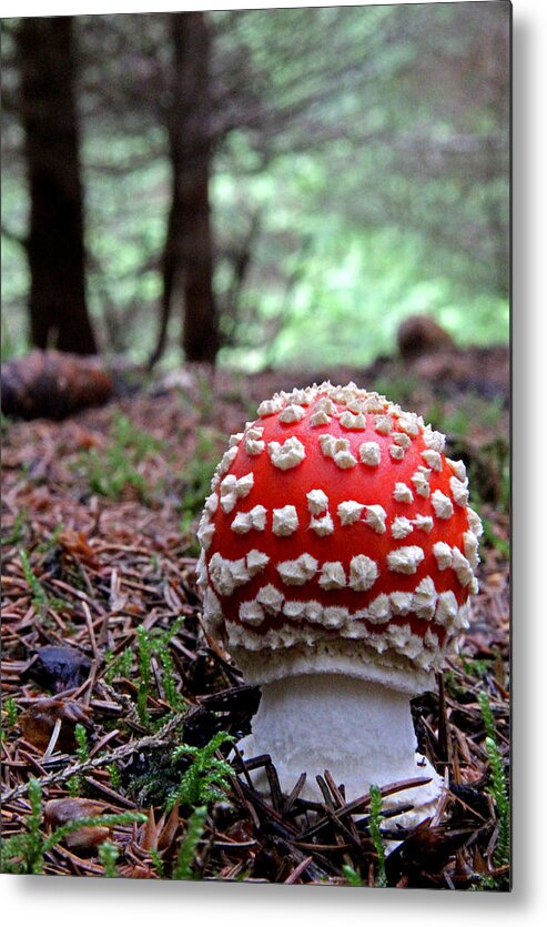 Fly Agaric Metal Print featuring the photograph Fly Agaric Emerging by John Topman