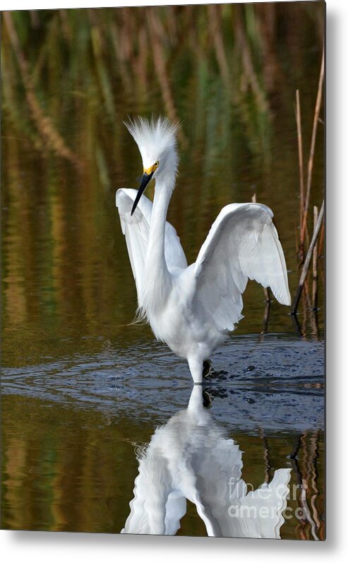 Egrets Metal Print featuring the photograph Frazzled by Kathy Baccari