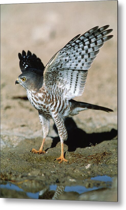 Gabar Goshawk Metal Print featuring the photograph Gabar Goshawk by Tony Camacho/science Photo Library