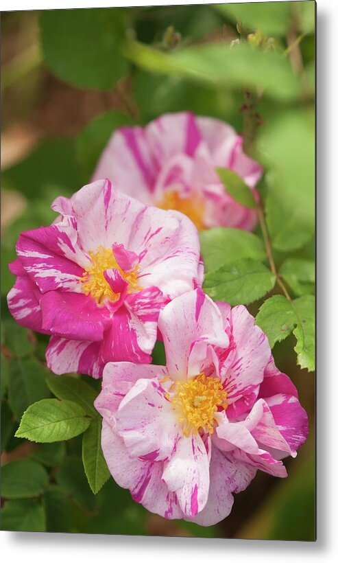 May Metal Print featuring the photograph Gallic Rose (rosa 'rosa Mundi') In Flower by Maria Mosolova/science Photo Library
