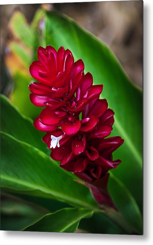 Flower Metal Print featuring the photograph Ginger Flower by April Reppucci
