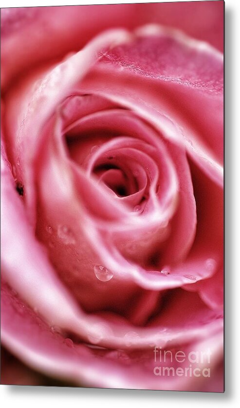 Rose Metal Print featuring the photograph Give my love to rose by AK Photography
