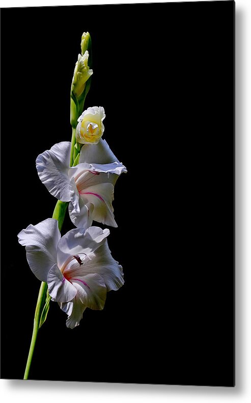 Flower Metal Print featuring the photograph Gladiola #1 by Farol Tomson