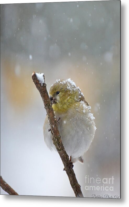 Nature Metal Print featuring the photograph American Goldfinch on a Snowy Twig by Debbie Portwood