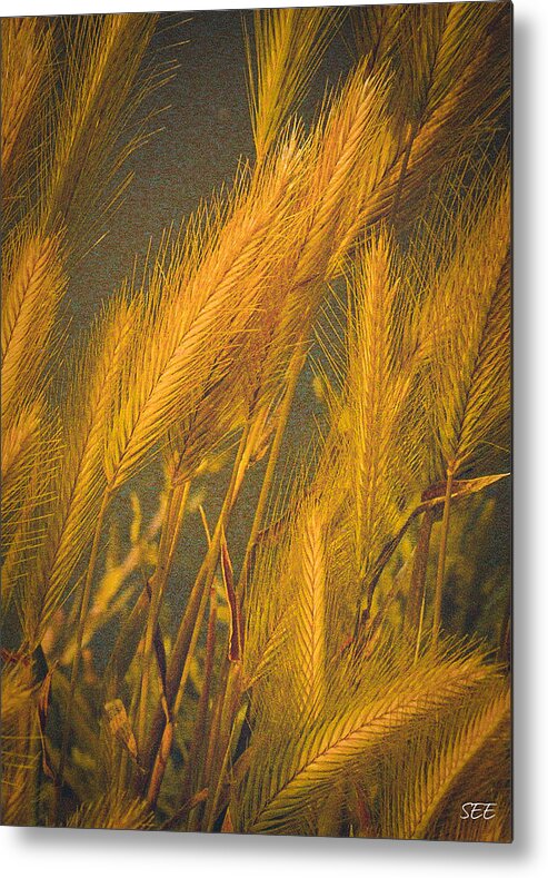 Grasses Metal Print featuring the photograph Golden Grasses by Susan Eileen Evans
