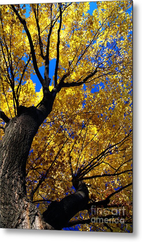 Golden Maple Metal Print featuring the photograph Golden Maple 7 by Linda Shafer