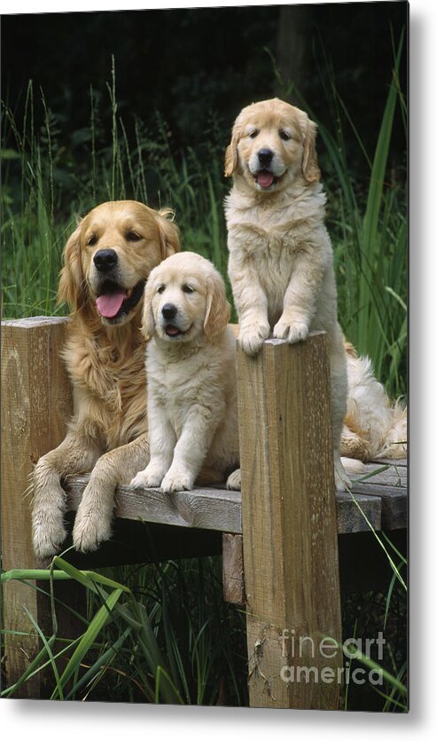 Golden Retriever Metal Print featuring the photograph Golden Retriever Dog With Puppies by John Daniels