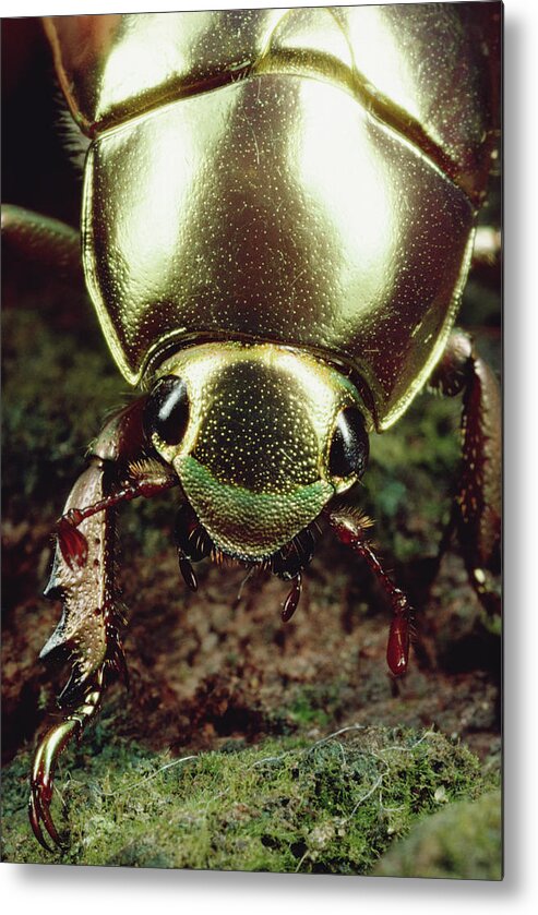 Feb0514 Metal Print featuring the photograph Golden Scarab Beetle Monteverde Costa by Mark Moffett