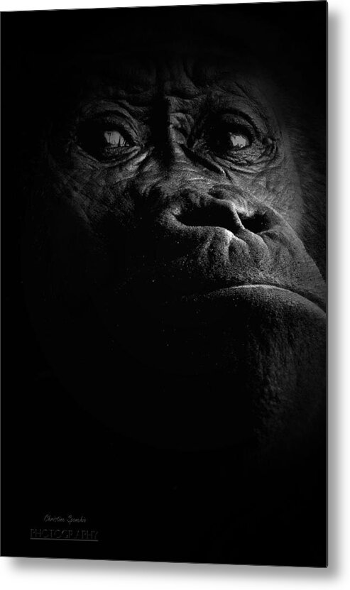 Gorilla Metal Print featuring the photograph Gorilla by Christine Sponchia